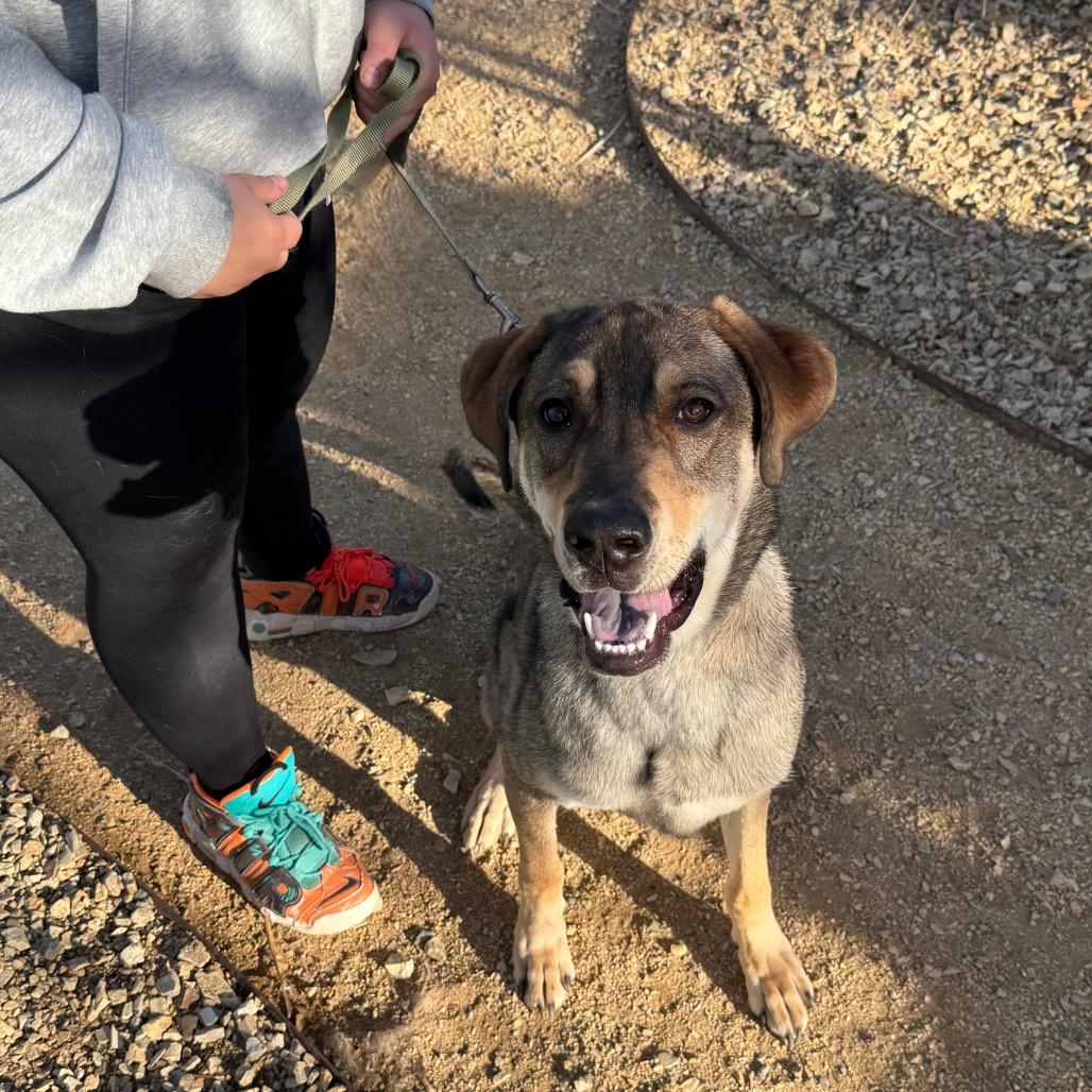Dale, Adoptable, Young Male Retriever & Mixed Breed.