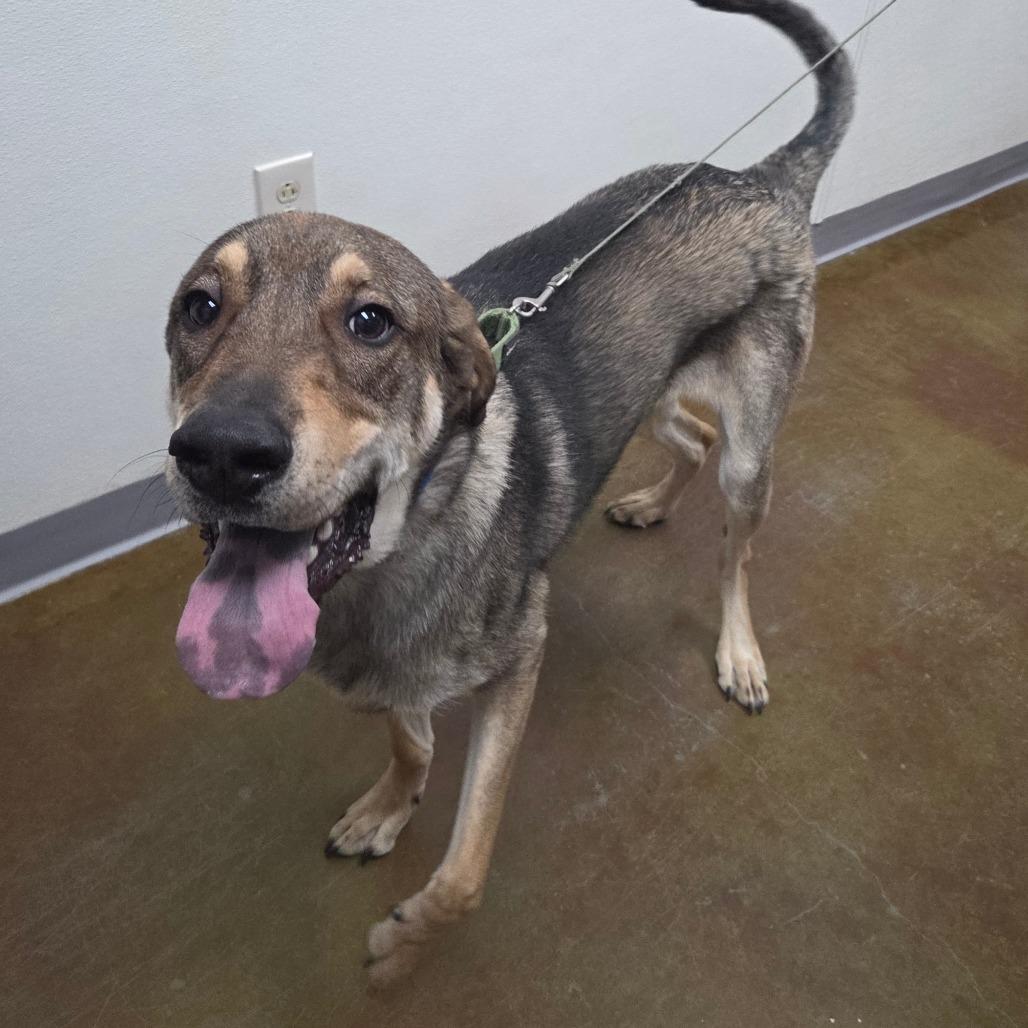 Enlarge Dale, a Adoptable mixed breed in Albuquerque, NM image 2/6