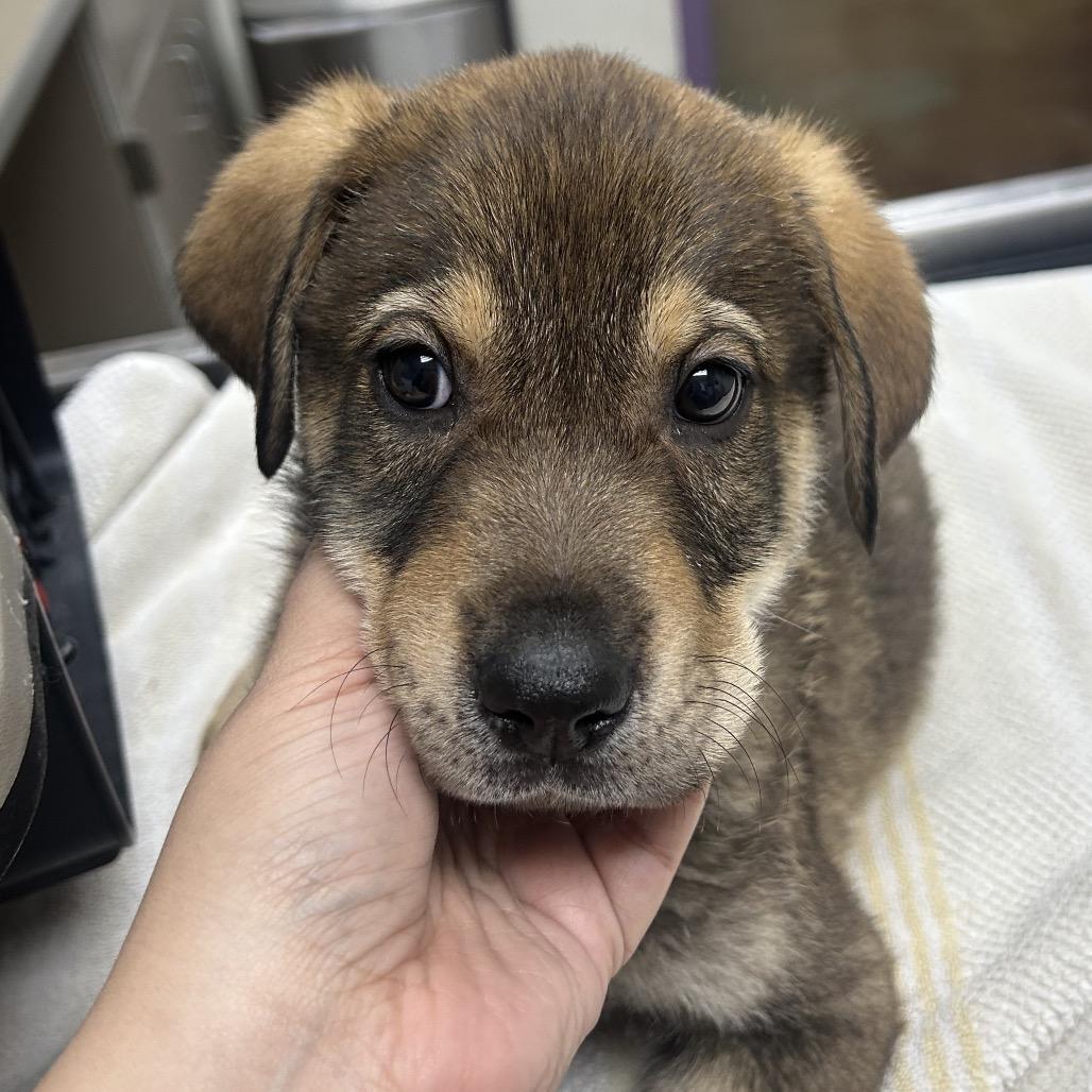 Enlarge Dale, a Adoptable mixed breed in Albuquerque, NM image 3/6