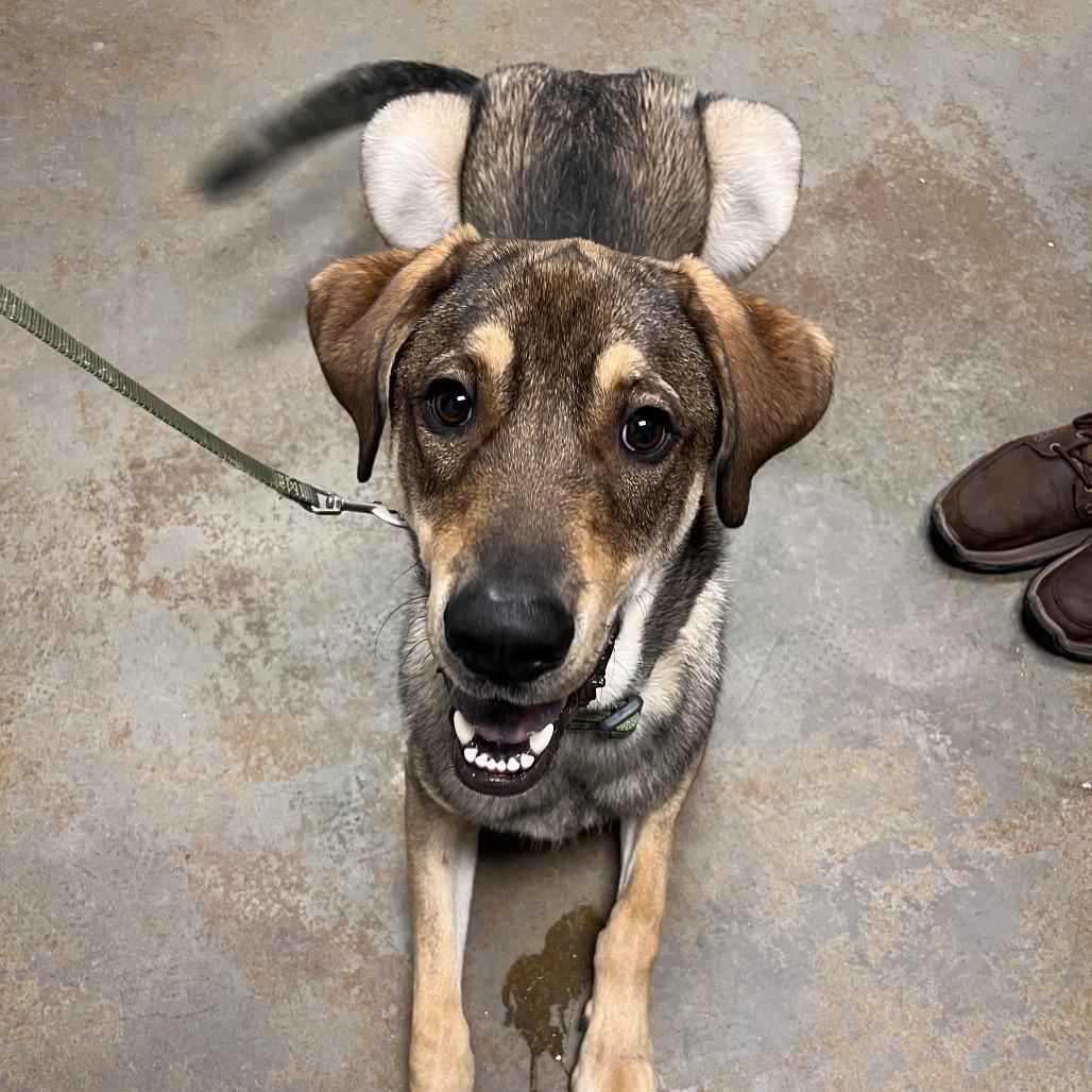 Enlarge Dale, a Adoptable mixed breed in Albuquerque, NM image 4/6