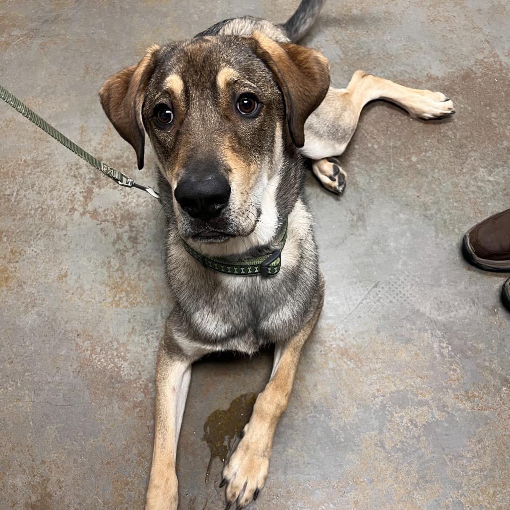 Enlarge Dale, a Adoptable mixed breed in Albuquerque, NM image 5/6