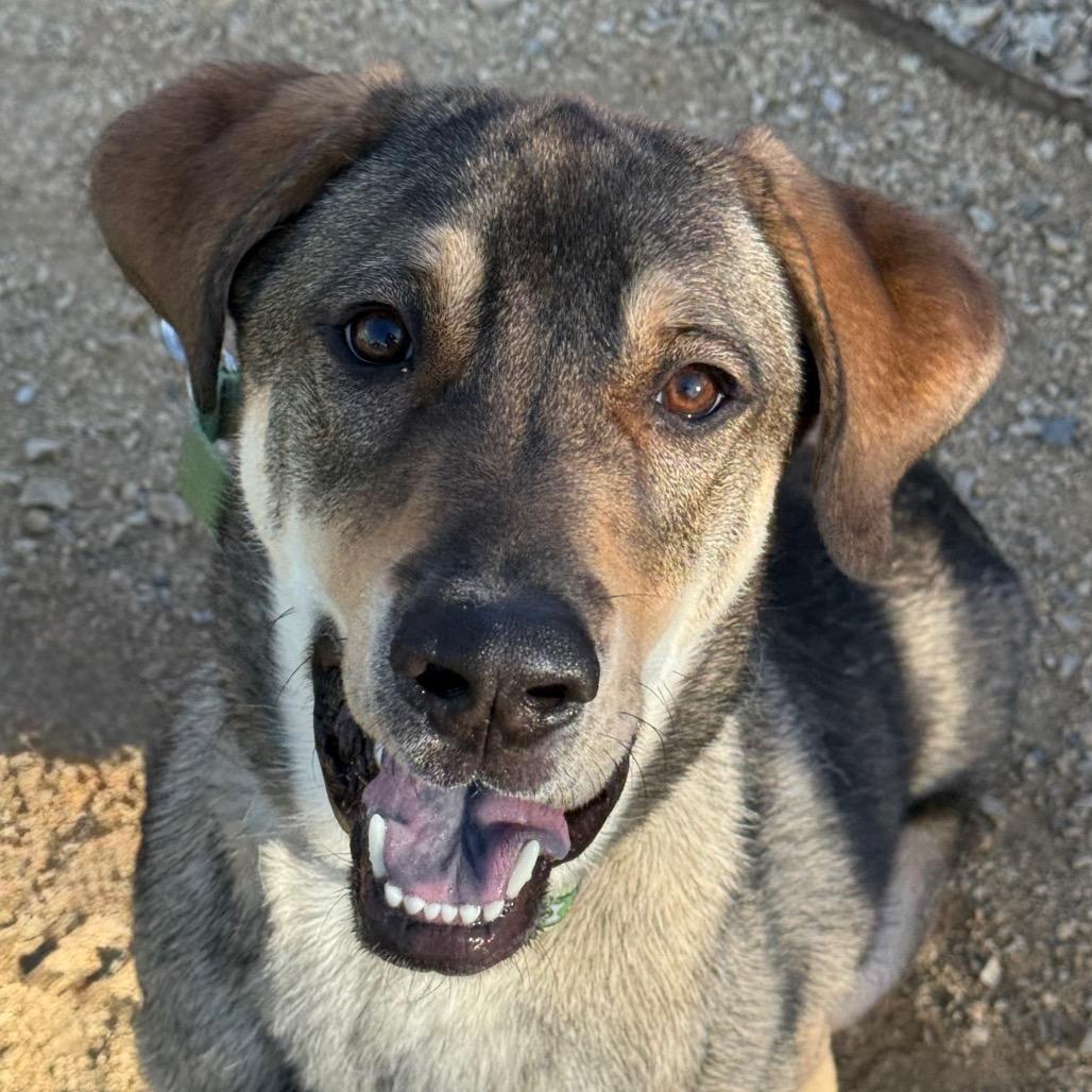Enlarge Dale, a Adoptable mixed breed in Albuquerque, NM image 6/6