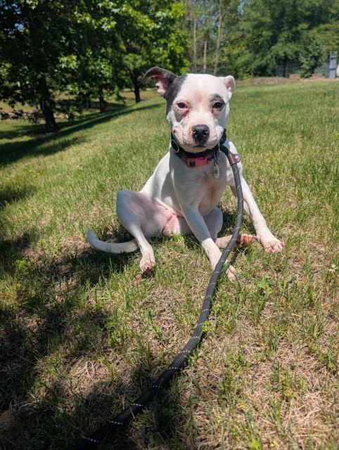 WILMA, Adoptable, Young Female Pit Bull Terrier.