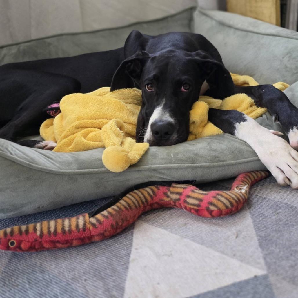 Belle, Adoptable, Young Female Great Dane.