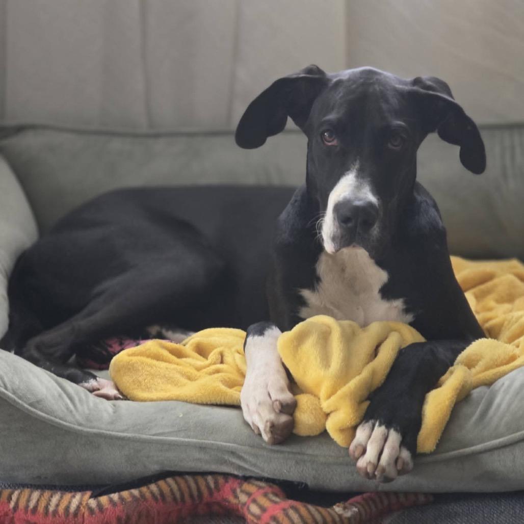 Enlarge Belle, a Adoptable Great Dane in Pasadena , MD image 2/5