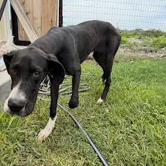 Enlarge Belle, a Adoptable Great Dane in Pasadena , MD image 3/5
