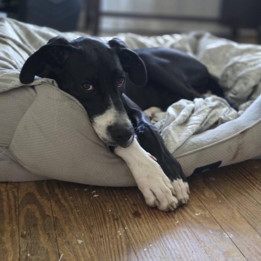 Enlarge Belle, a Adoptable Great Dane in Pasadena , MD image 5/5