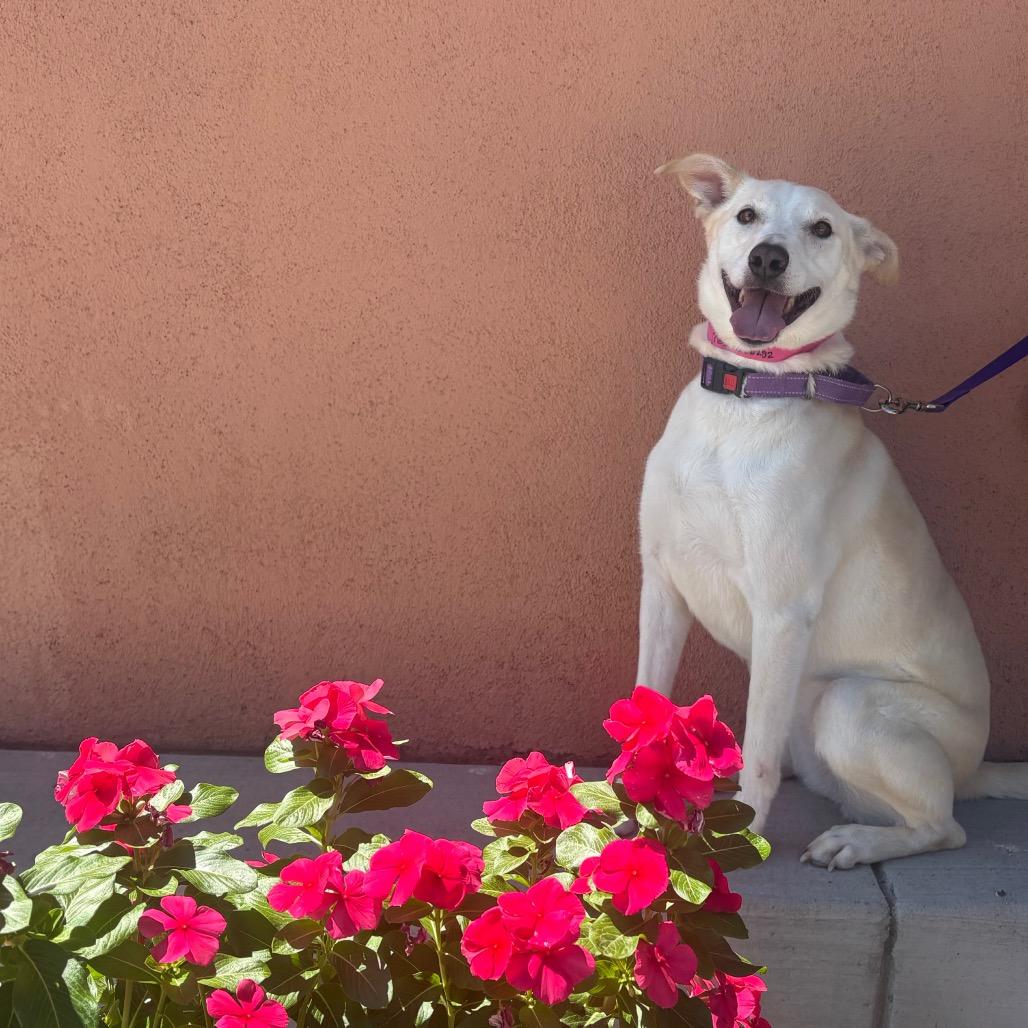 Rosetta, a Adoptable mixed breed in Albuquerque, NM image 1/6