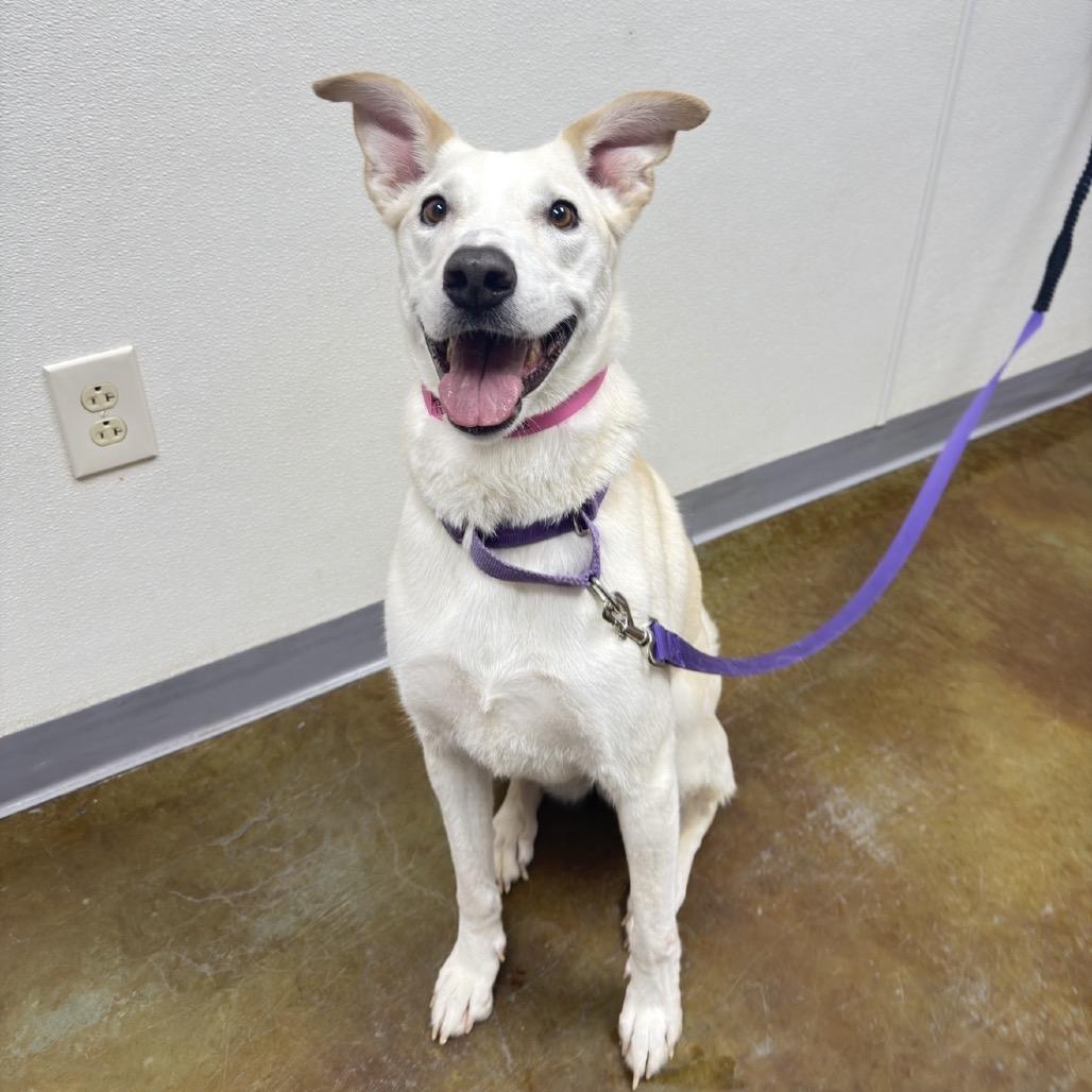 Rosetta, a Adoptable mixed breed in Albuquerque, NM image 2/6