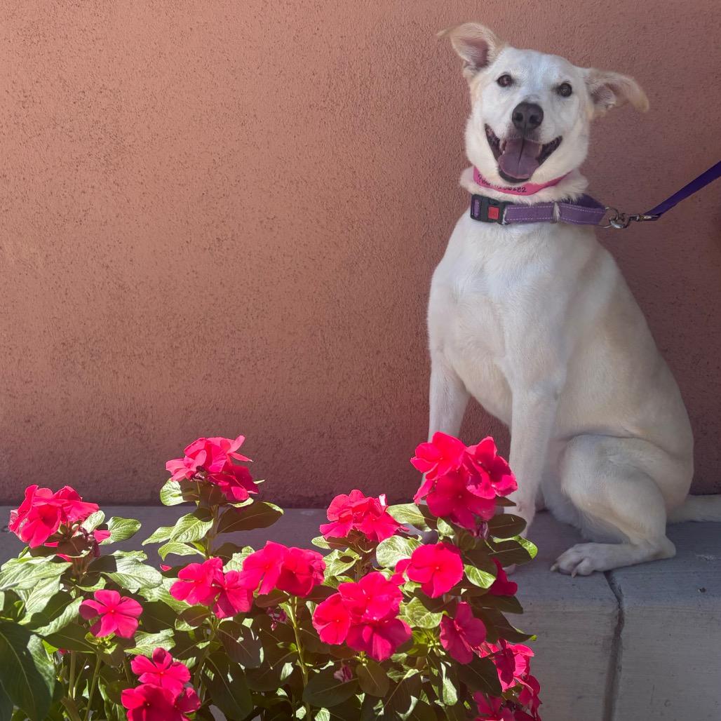 Rosetta, a Adoptable mixed breed in Albuquerque, NM image 3/6