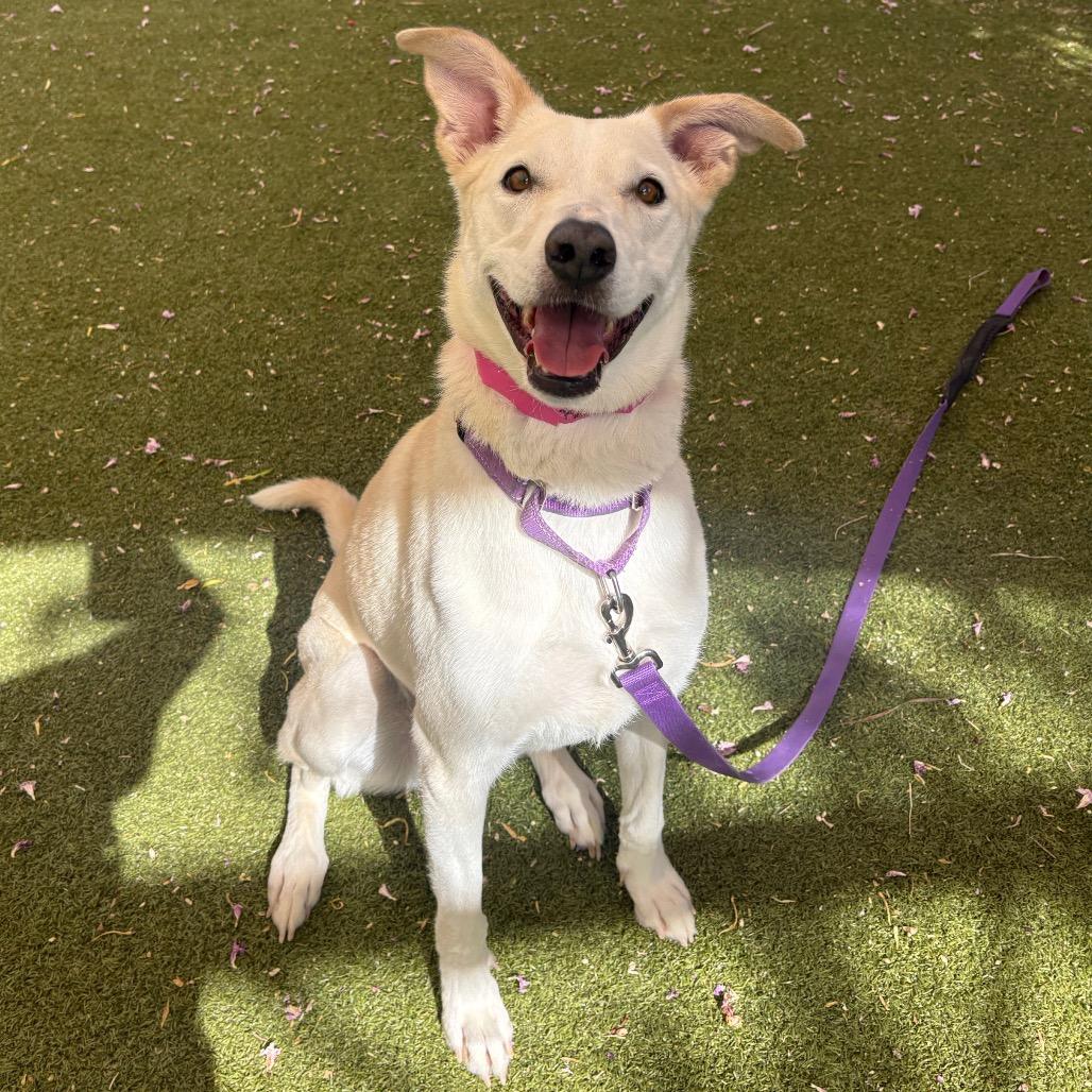 Rosetta, a Adoptable mixed breed in Albuquerque, NM image 4/6