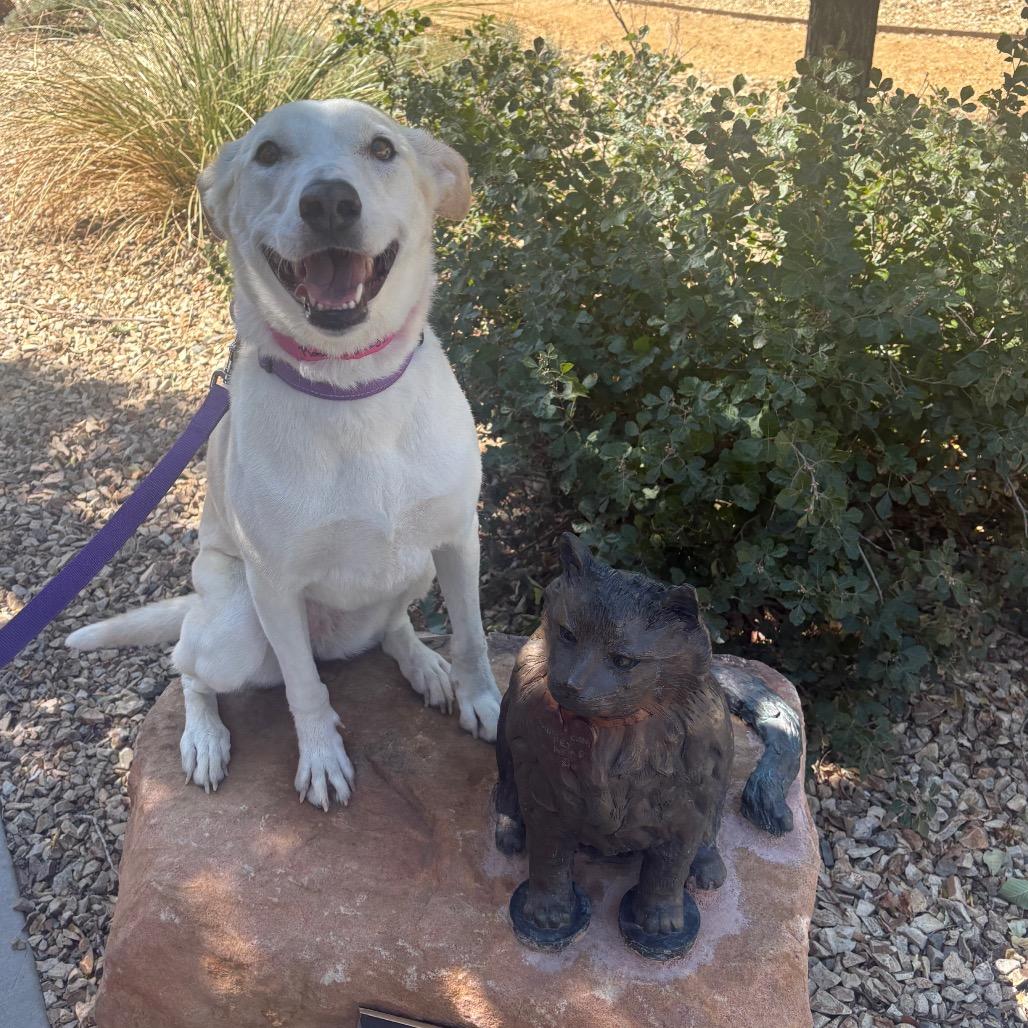 Rosetta, a Adoptable mixed breed in Albuquerque, NM image 5/6