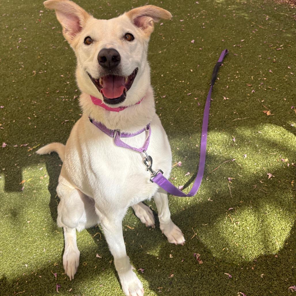 Rosetta, a Adoptable mixed breed in Albuquerque, NM image 6/6