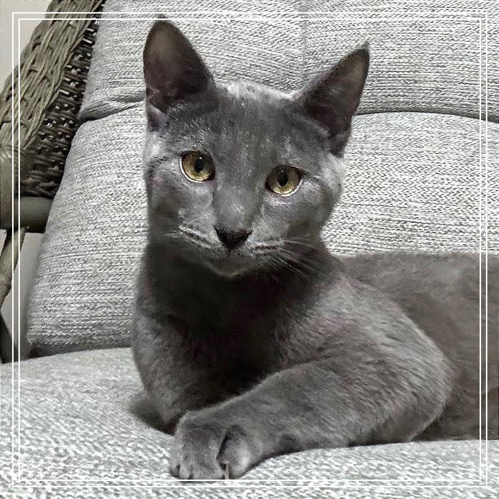 Enlarge Nigel, a Adoptable Domestic Short Hair in Monroe, MI image 1/6