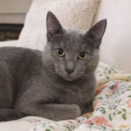 Enlarge Nigel, a Adoptable Domestic Short Hair in Monroe, MI image 2/6