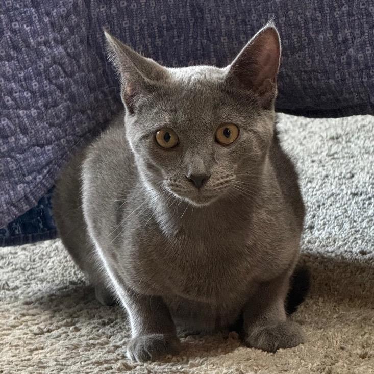 Enlarge Nigel, a Adoptable Domestic Short Hair in Monroe, MI image 3/6