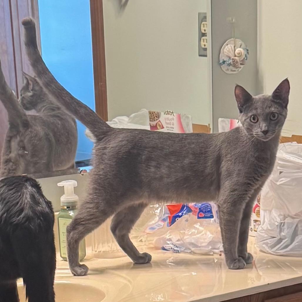 Enlarge Nigel, a Adoptable Domestic Short Hair in Monroe, MI image 4/6