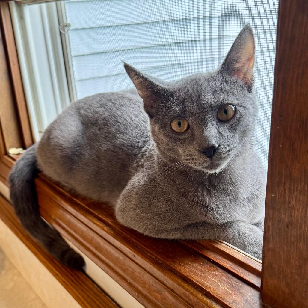 Enlarge Nigel, a Adoptable Domestic Short Hair in Monroe, MI image 5/6