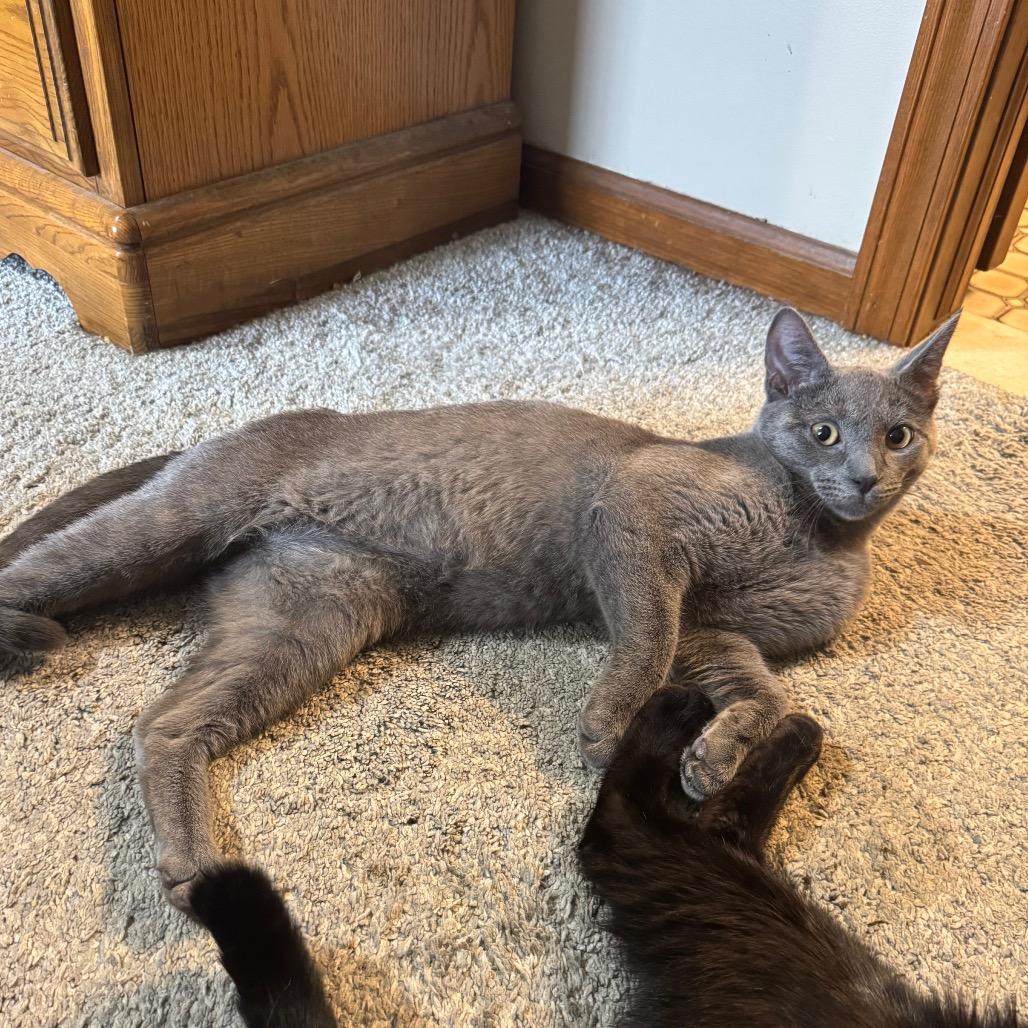 Enlarge Nigel, a Adoptable Domestic Short Hair in Monroe, MI image 6/6