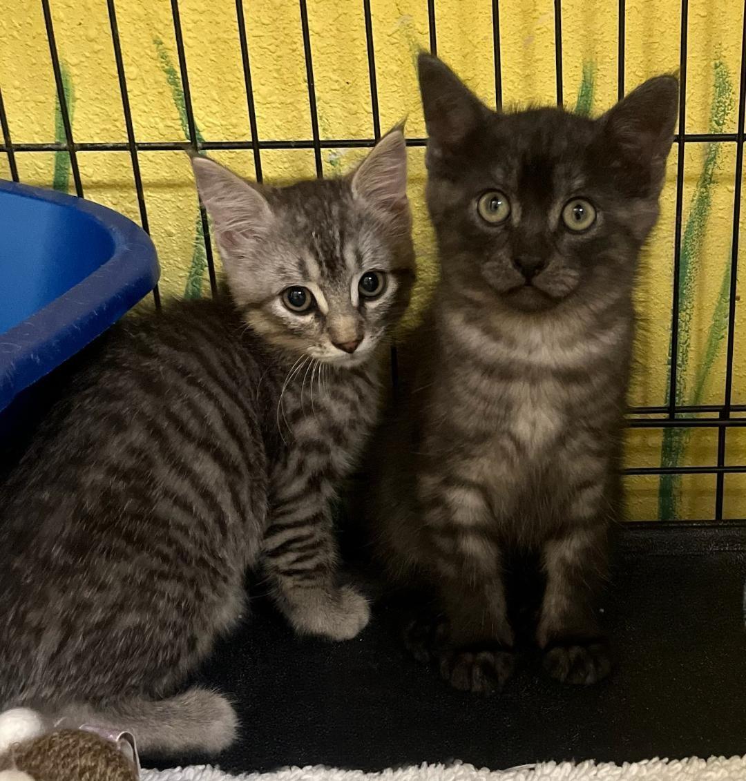 Romper One-of-a-kind Coat  thumbnail 2