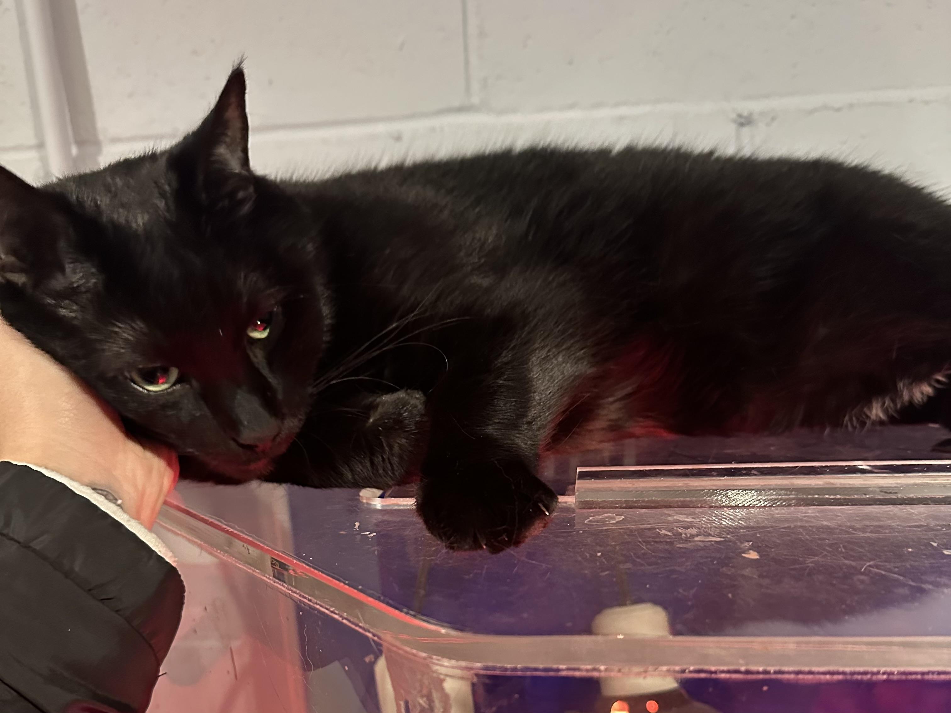 Enlarge Pepper Courtesy Listing, a ADOPTABLE Domestic Short Hair in Midland, MI image 2/3