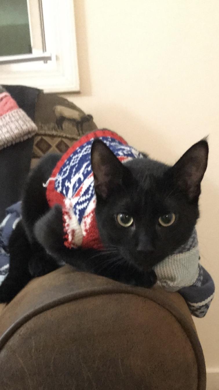 Enlarge Pepper Courtesy Listing, a ADOPTABLE Domestic Short Hair in Midland, MI image 1/3