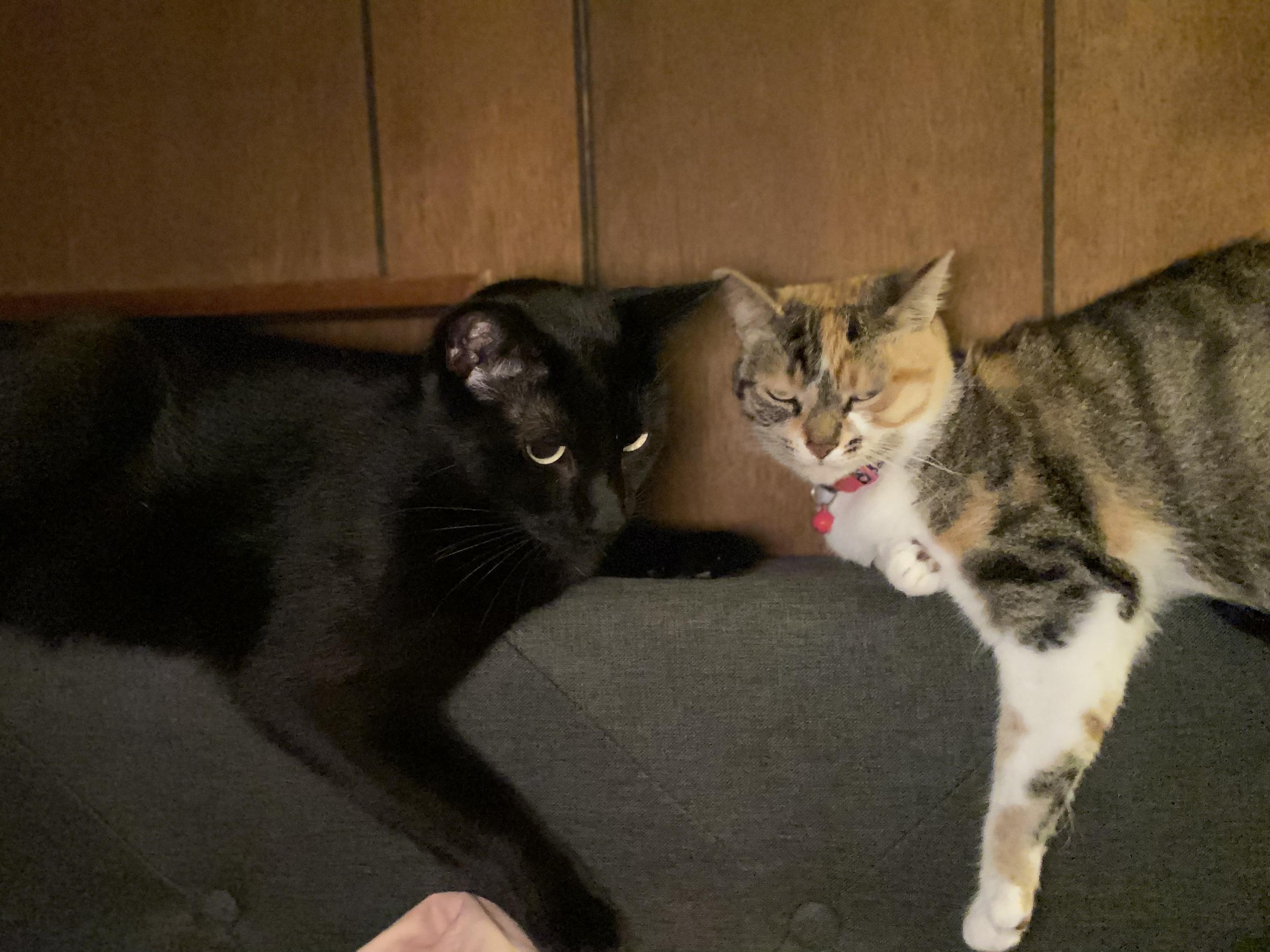 Enlarge Pepper Courtesy Listing, a ADOPTABLE Domestic Short Hair in Midland, MI image 3/3