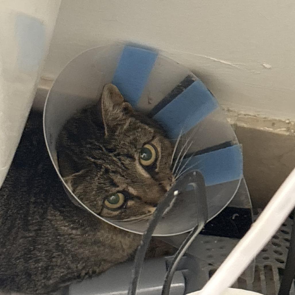 Blanche O'Reiley, Adoptable, Adult Female Domestic Short Hair.