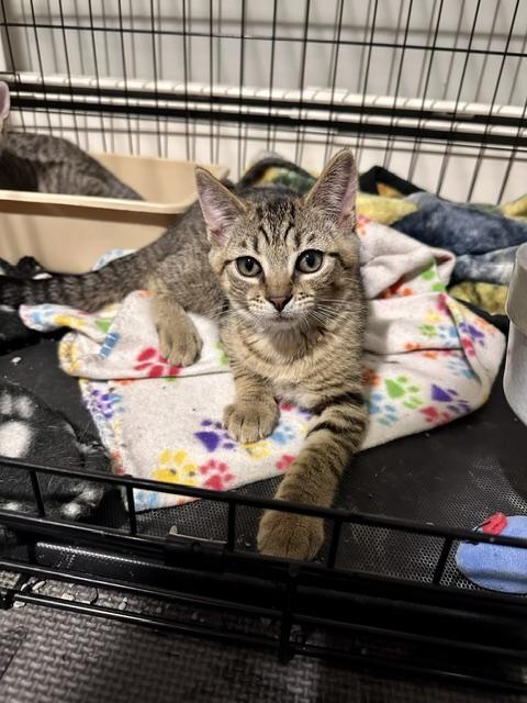 Jade 4, ADOPTABLE, Kitten Female Domestic Short Hair.