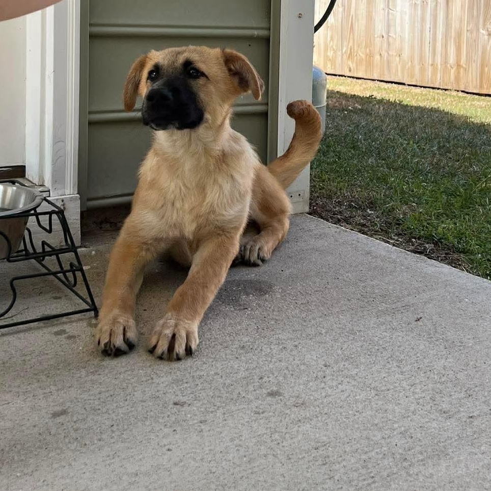 Enlarge Randy , a ADOPTABLE Mixed Breed in Wando, SC image 3/5