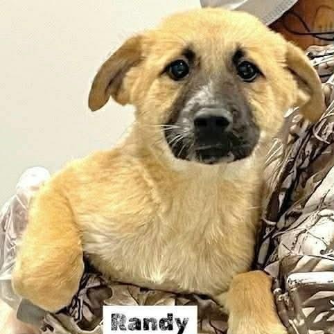 Enlarge Randy , a ADOPTABLE Mixed Breed in Wando, SC image 2/5