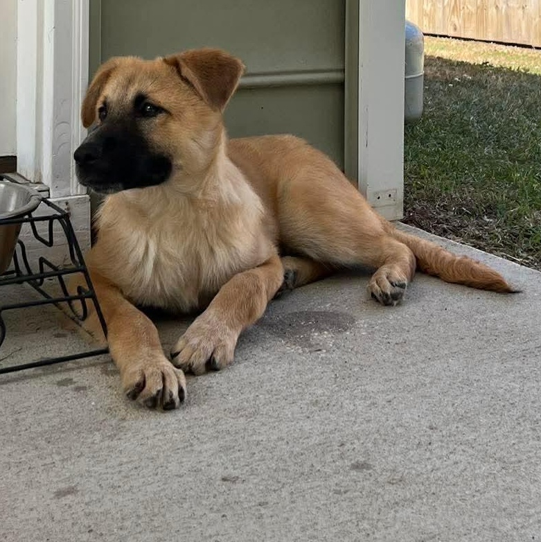 Enlarge Randy , a ADOPTABLE Mixed Breed in Wando, SC image 5/5