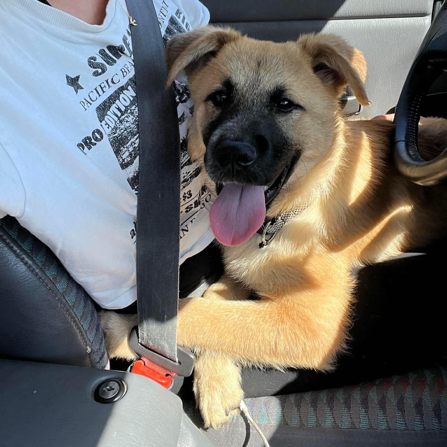 Enlarge Randy , a ADOPTABLE Mixed Breed in Wando, SC image 4/5