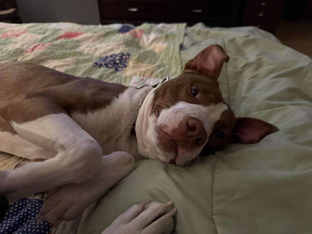 Jim Beam, Adoptable, Adult Male Labrador Retriever & Pointer.