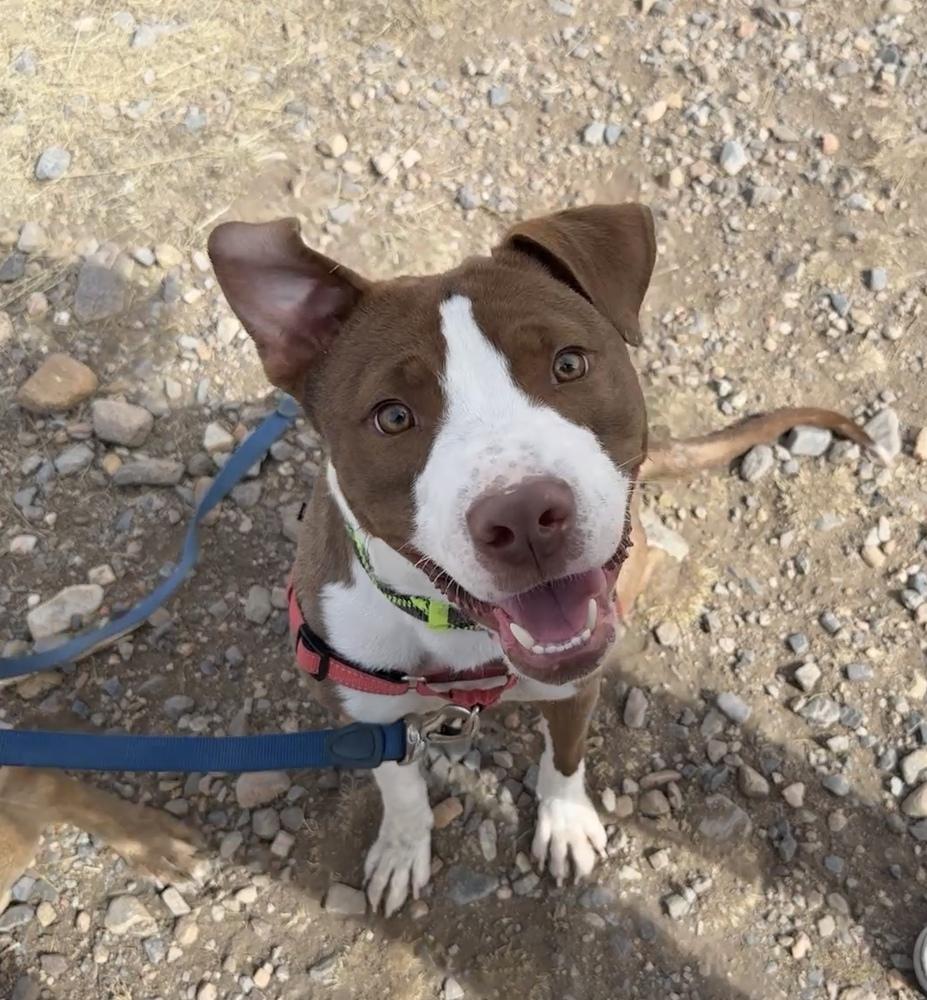 Jim Beam, a Adoptable mixed breed in Aurora, CO image 3/6