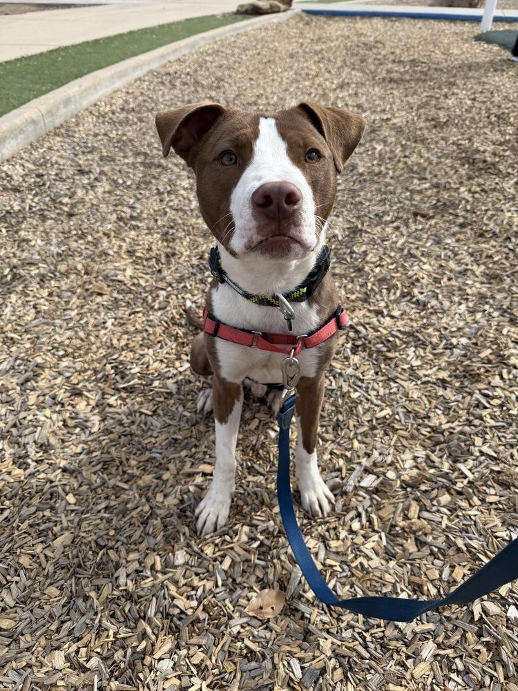 Jim Beam, a Adoptable mixed breed in Aurora, CO image 4/6