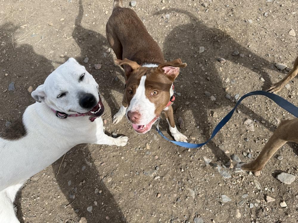 Jim Beam, a Adoptable mixed breed in Aurora, CO image 5/6