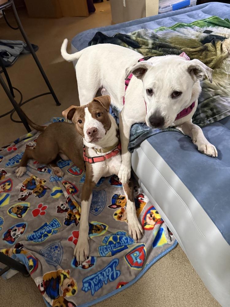 Jim Beam, a Adoptable mixed breed in Aurora, CO image 6/6