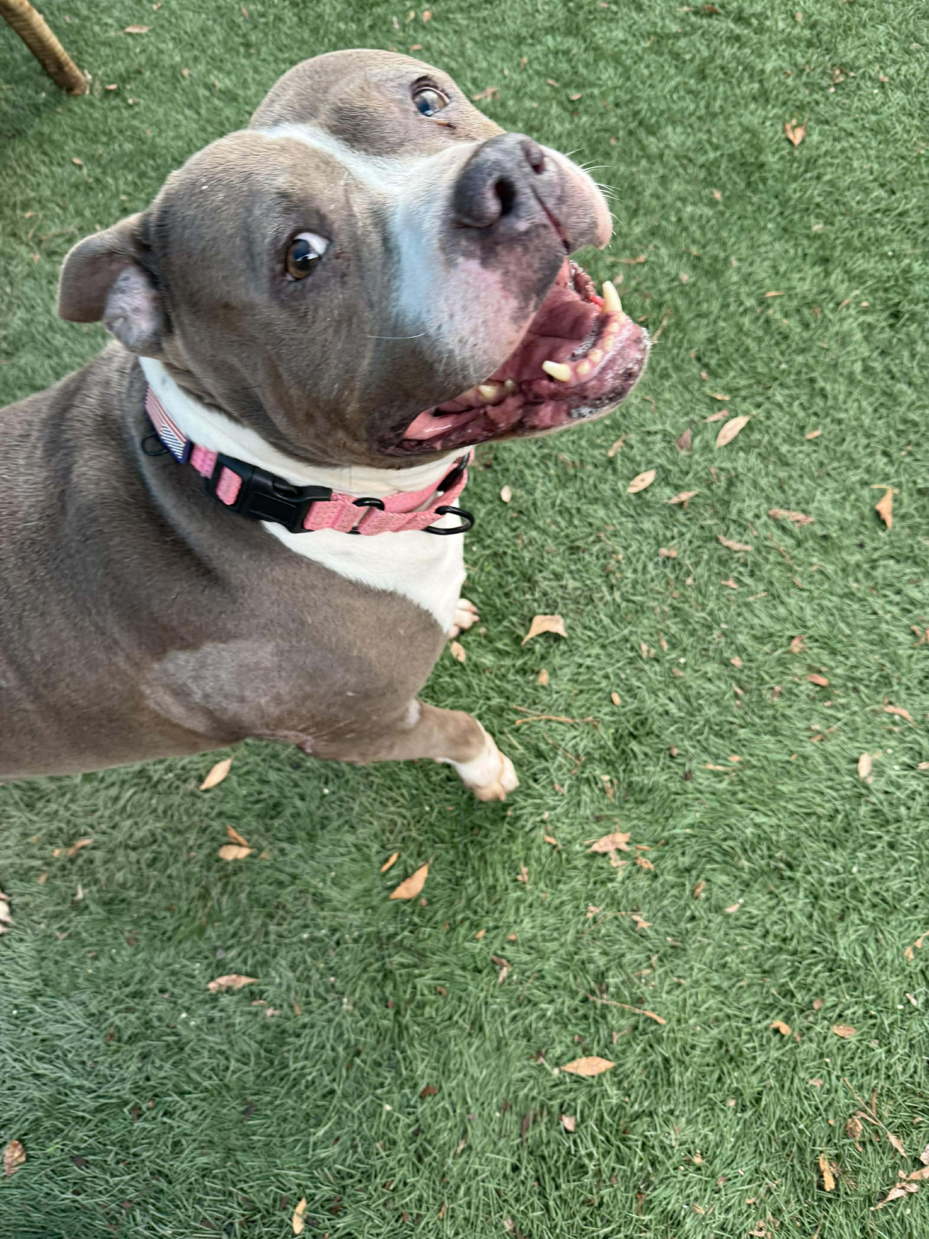 Enlarge China, a Adoptable mixed breed in Syracuse, NY image 2/6