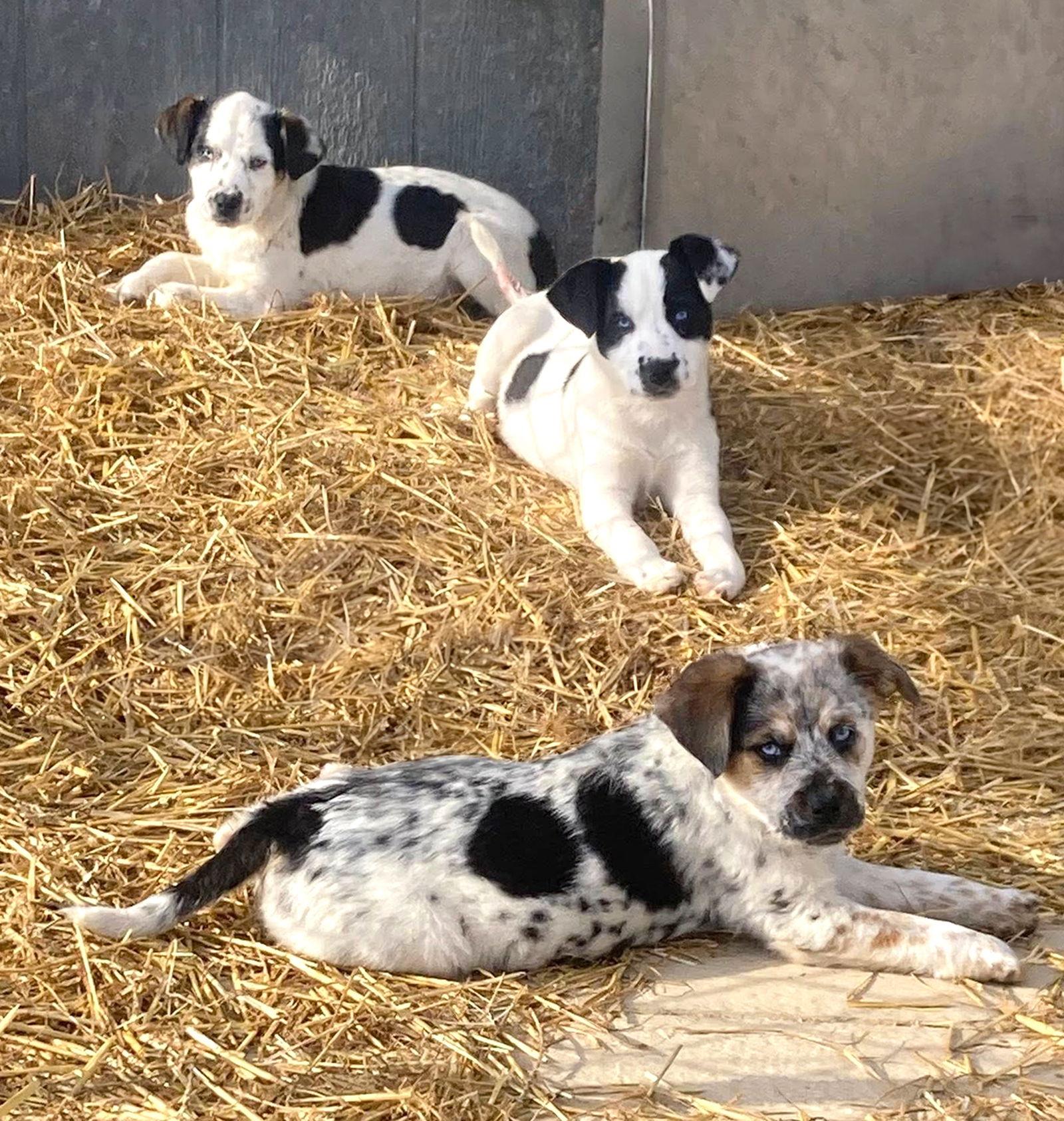 Heeler Mix Pups, Adoptable, Young Female Cattle Dog.