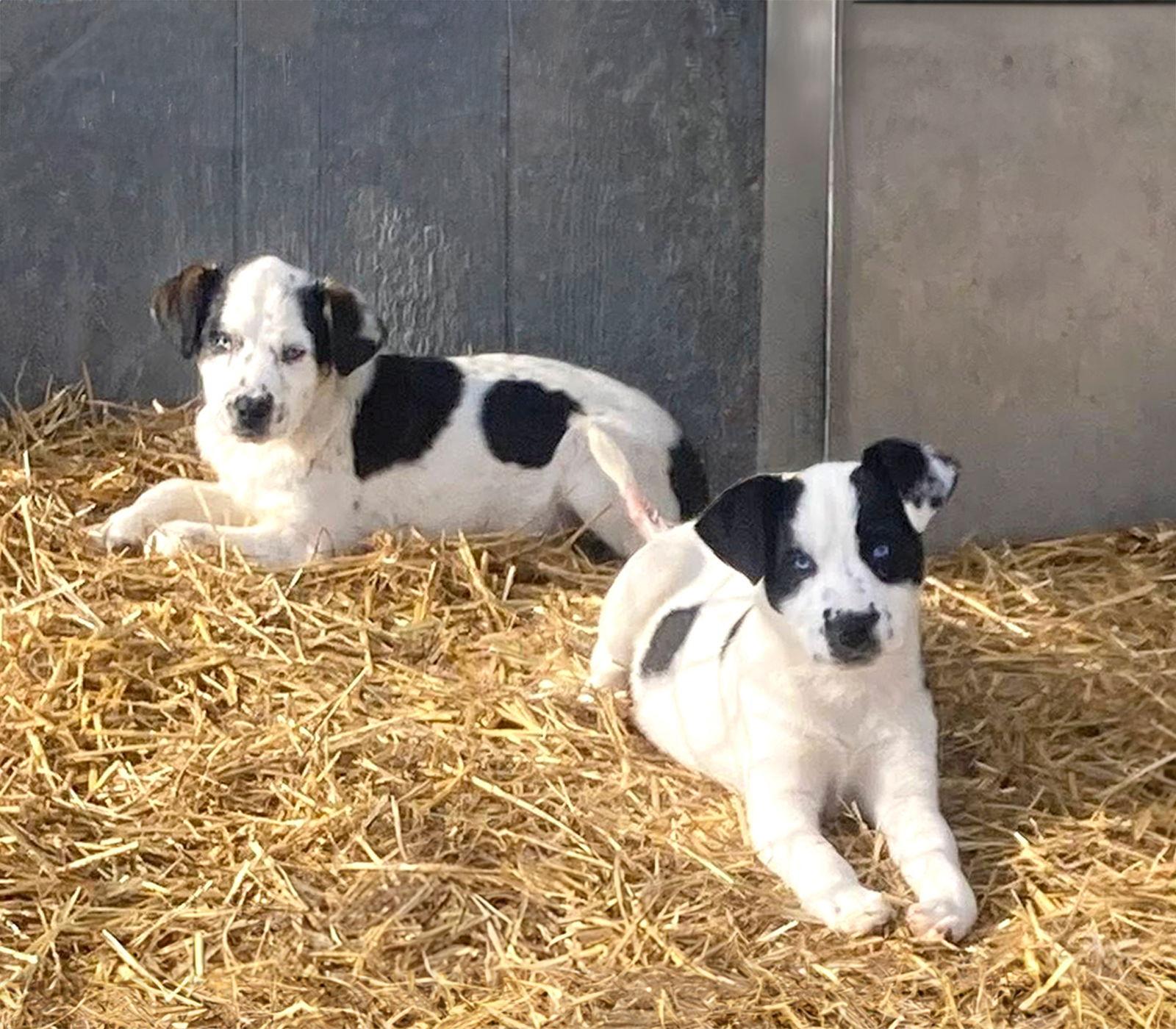 Heeler Mix Pups thumbnail 2