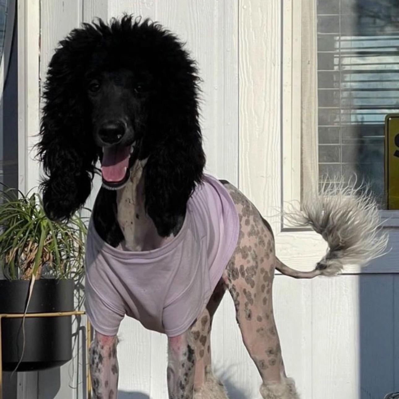 Pardi, an adopted Poodle in Atwater, CA image 2/4
