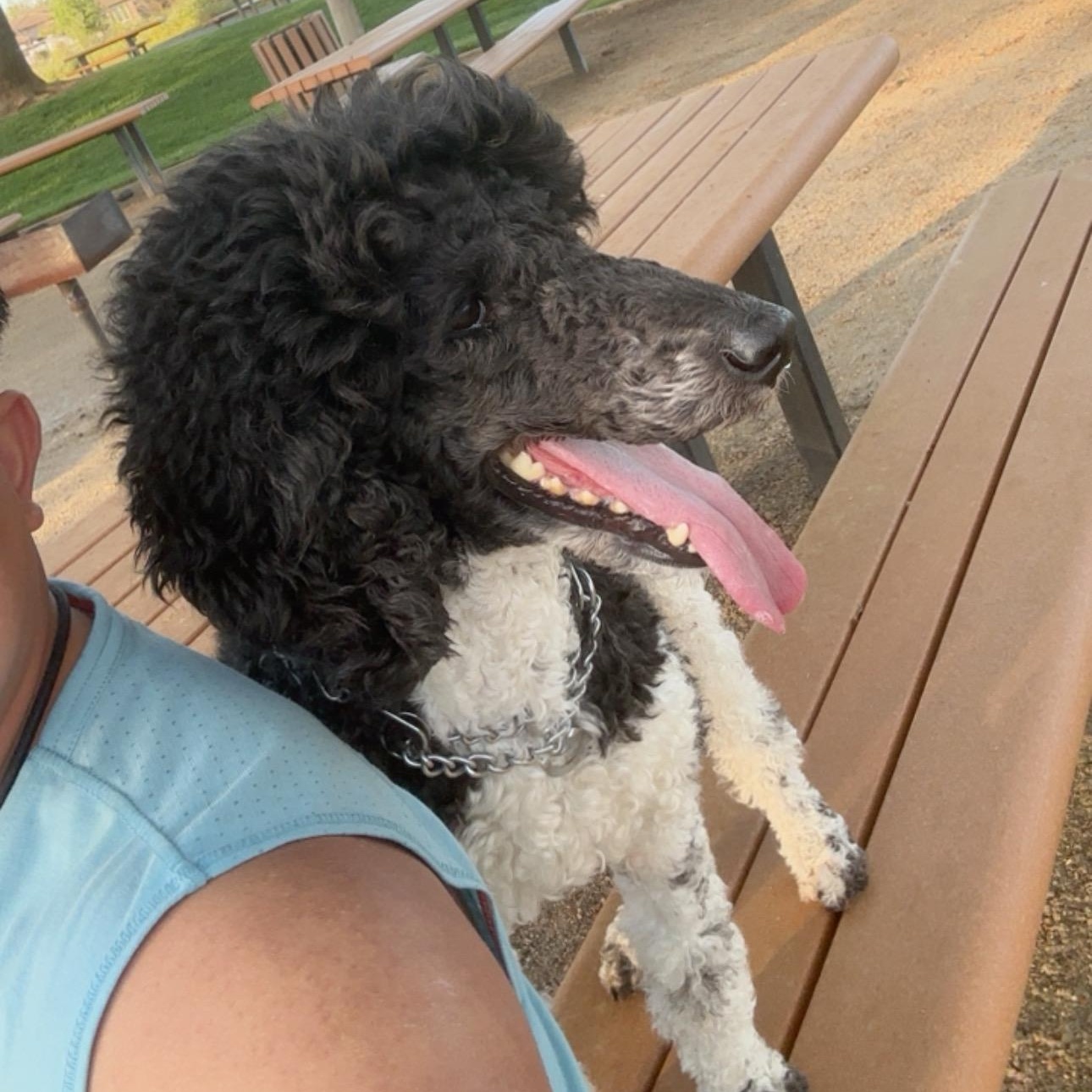 Pardi, an adopted Poodle in Atwater, CA image 4/4