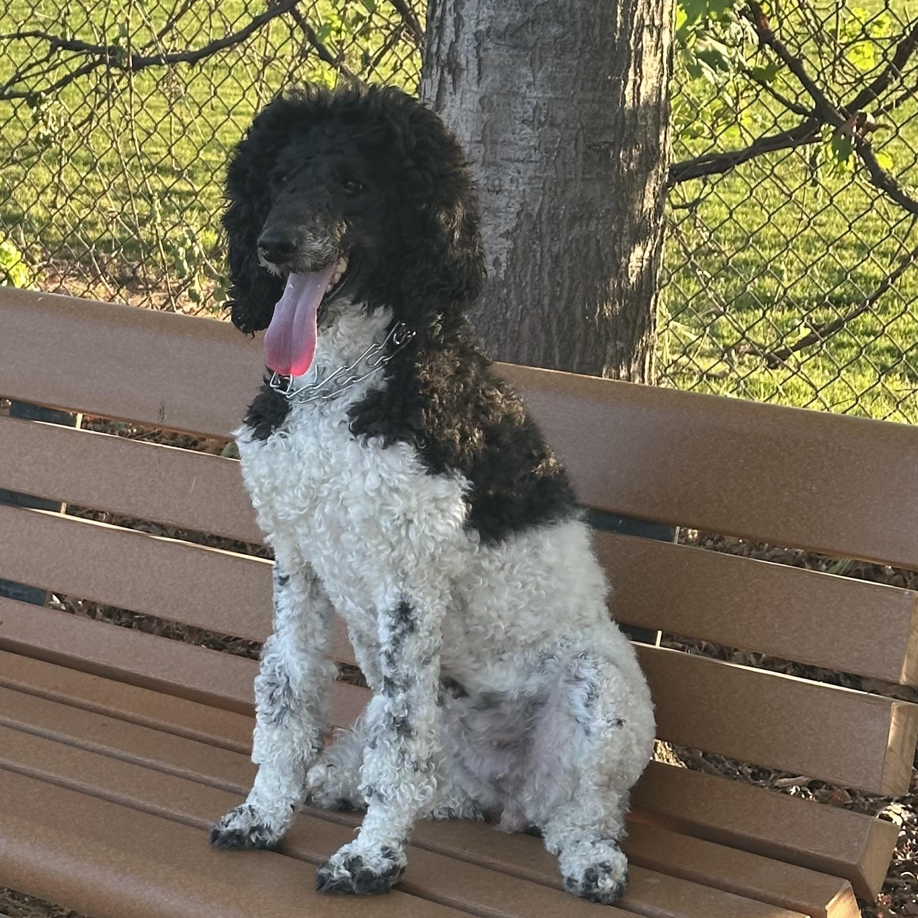 Pardi, adopted, Adult Female Poodle.