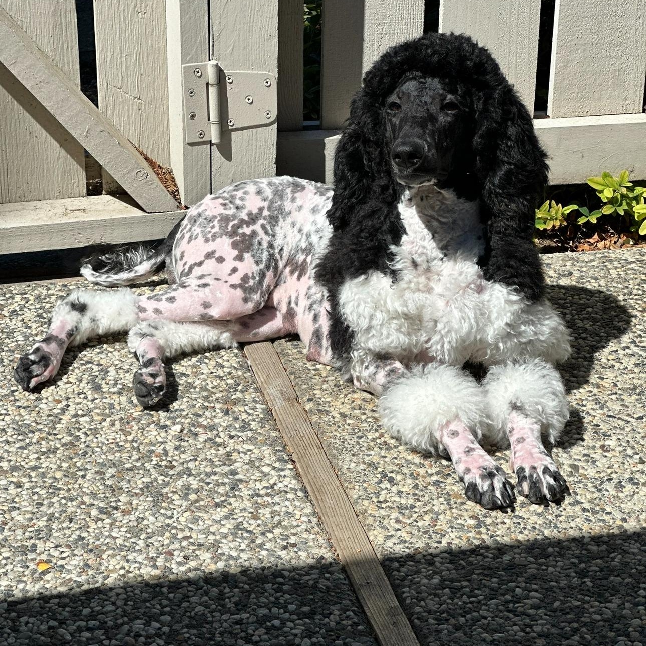 Pardi, an adopted Poodle in Atwater, CA image 3/4
