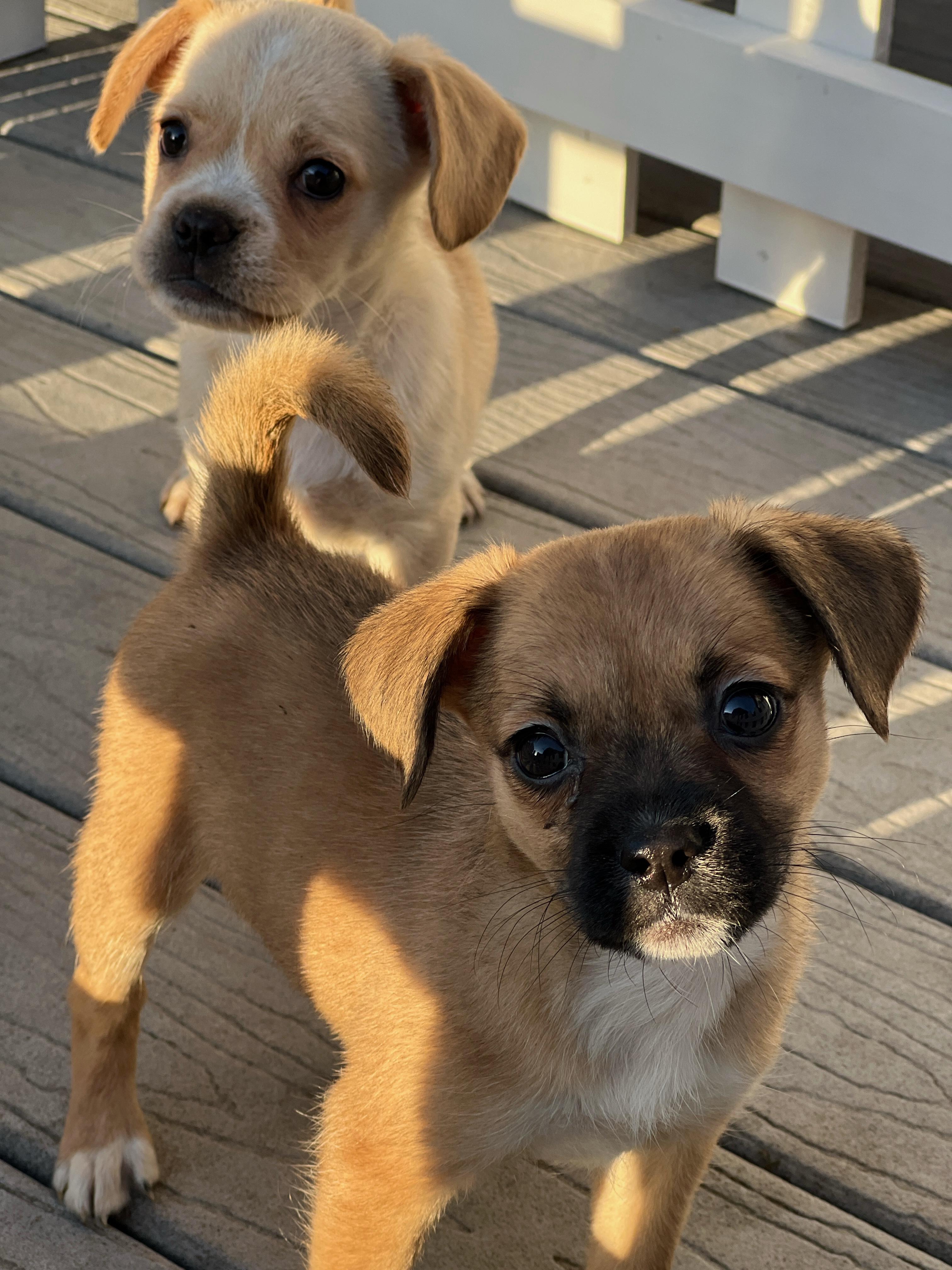 Lola, a ADOPTABLE mixed breed in Hawthorne, CA image 6/6