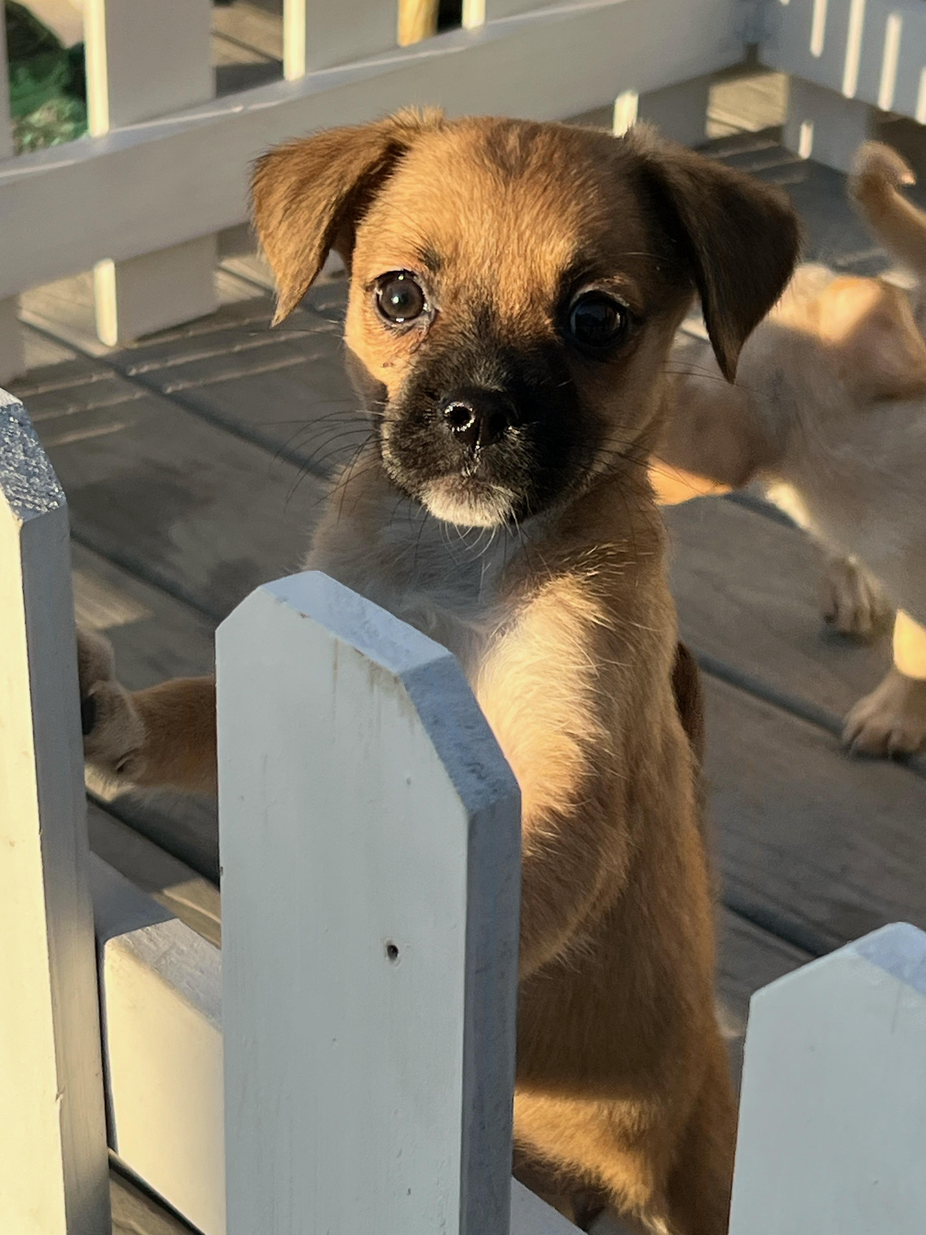 Lola, a ADOPTABLE mixed breed in Hawthorne, CA image 2/6