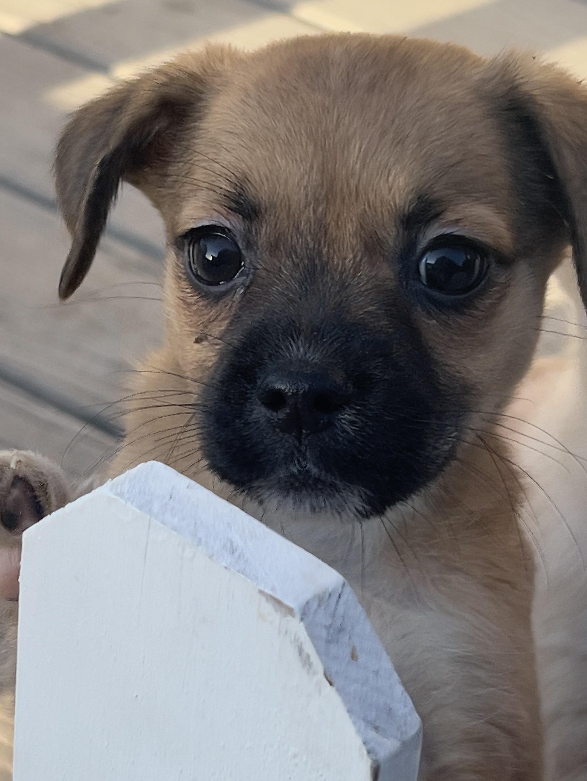 Lola, a ADOPTABLE mixed breed in Hawthorne, CA image 1/6