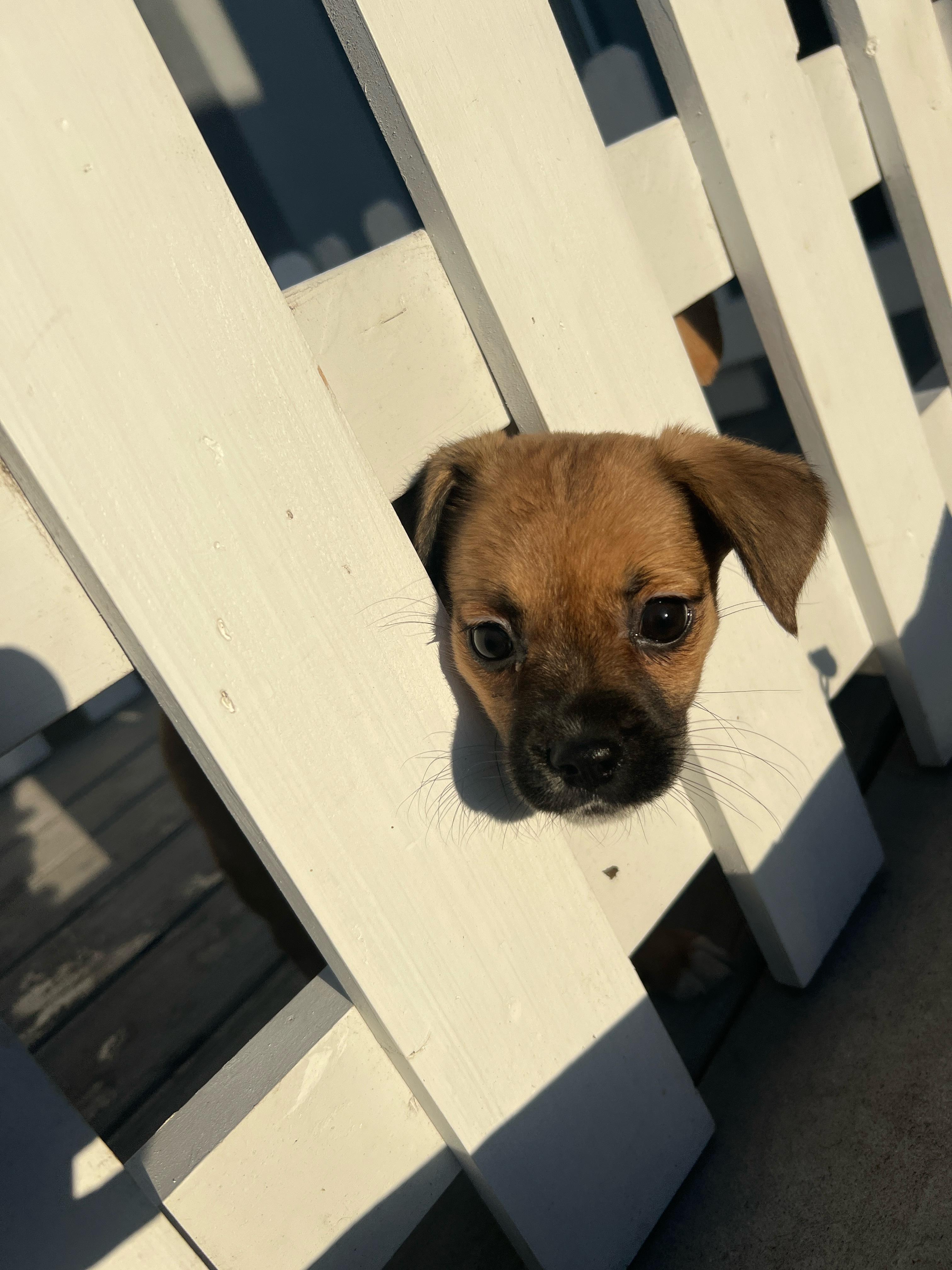 Lola, a ADOPTABLE mixed breed in Hawthorne, CA image 3/6