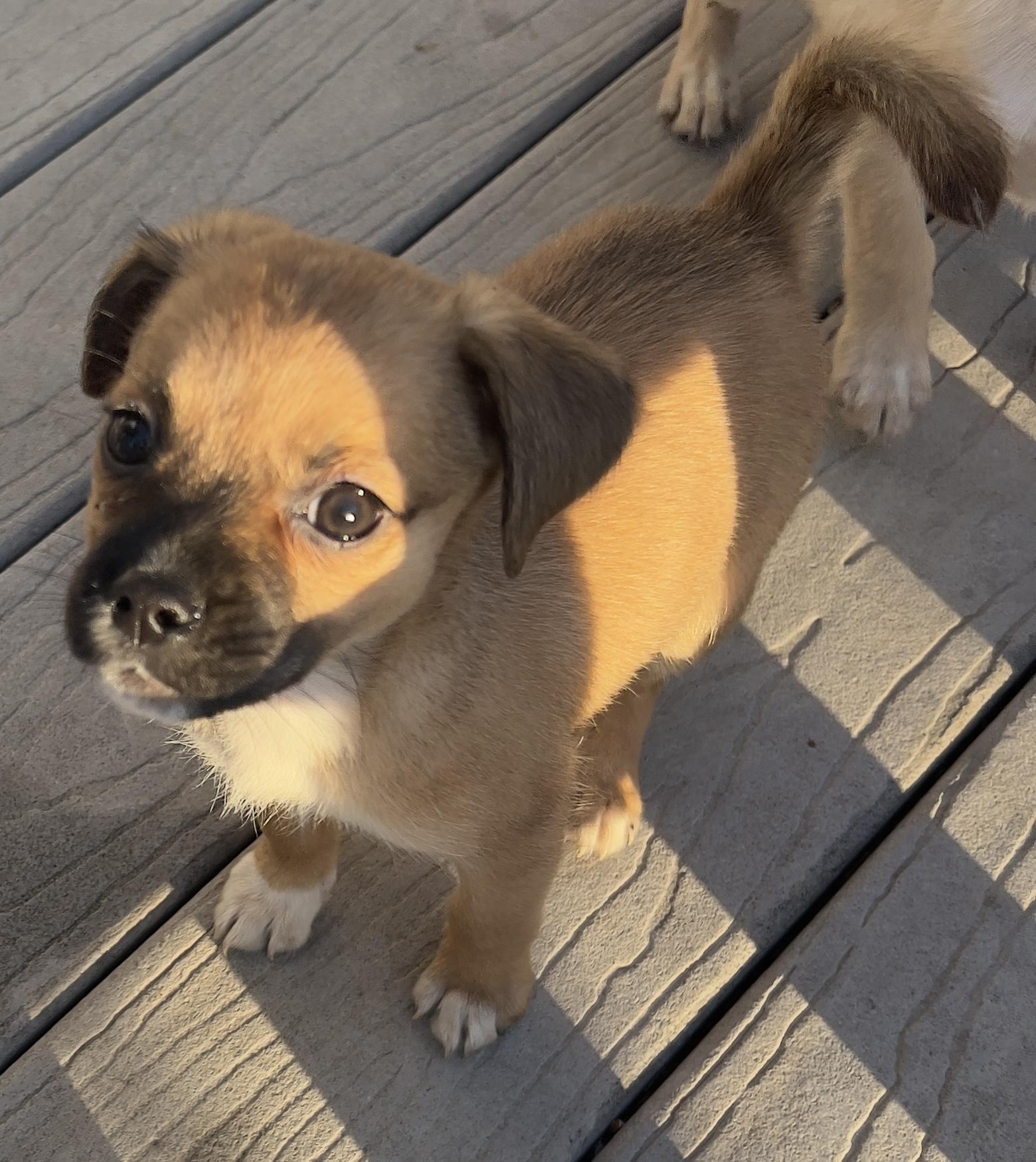 Lola, a ADOPTABLE mixed breed in Hawthorne, CA image 4/6